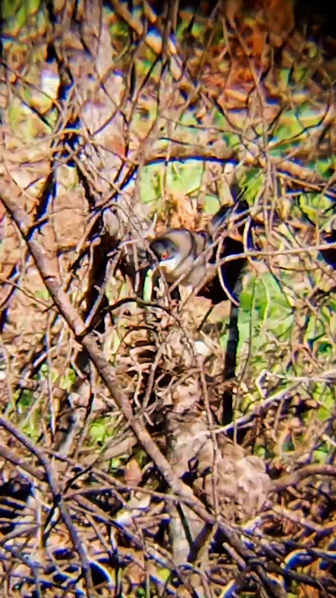 Sardinian Warbler - ML647752539