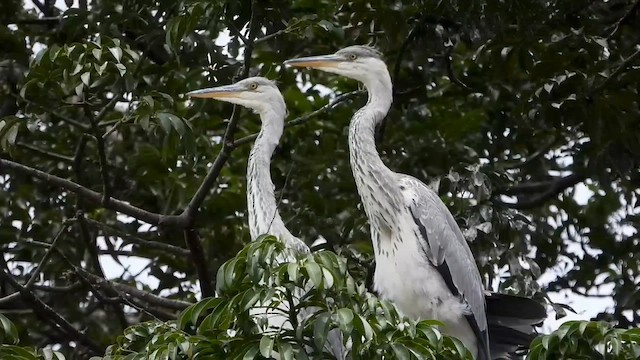 Gray Heron - ML647752541