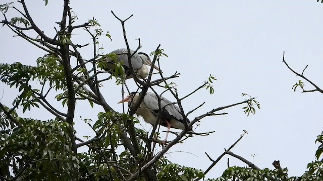 Gray Heron - ML647752542