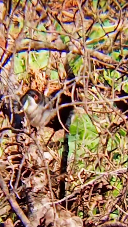 Sardinian Warbler - ML647752543