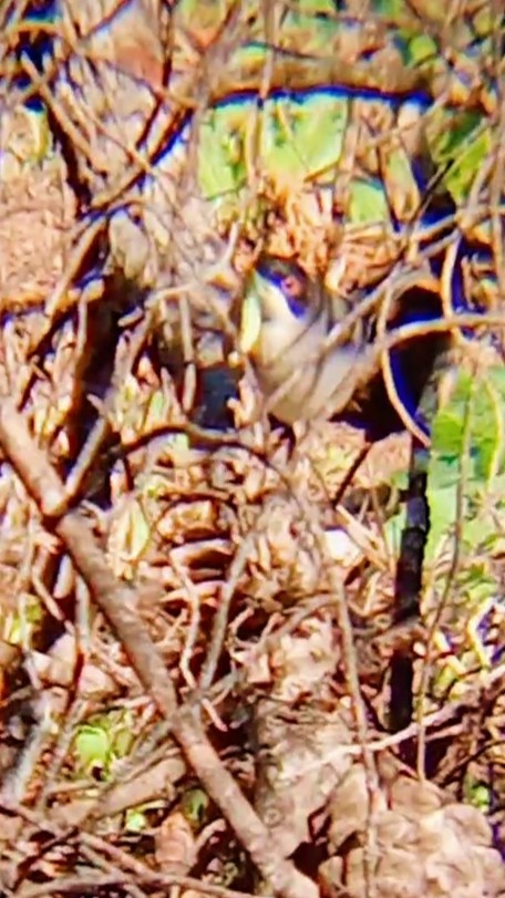 Sardinian Warbler - ML647752544