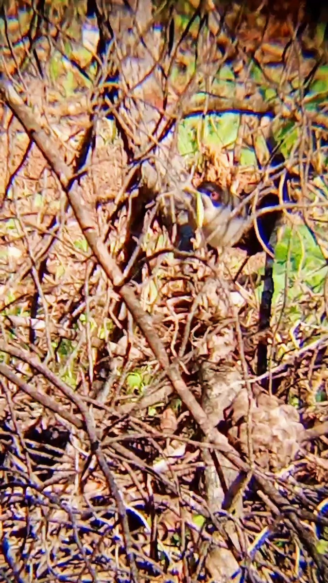 Sardinian Warbler - ML647752545
