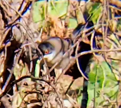Sardinian Warbler - ML647752546