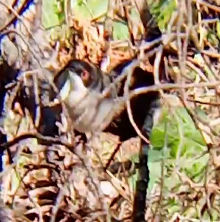 Sardinian Warbler - ML647752548