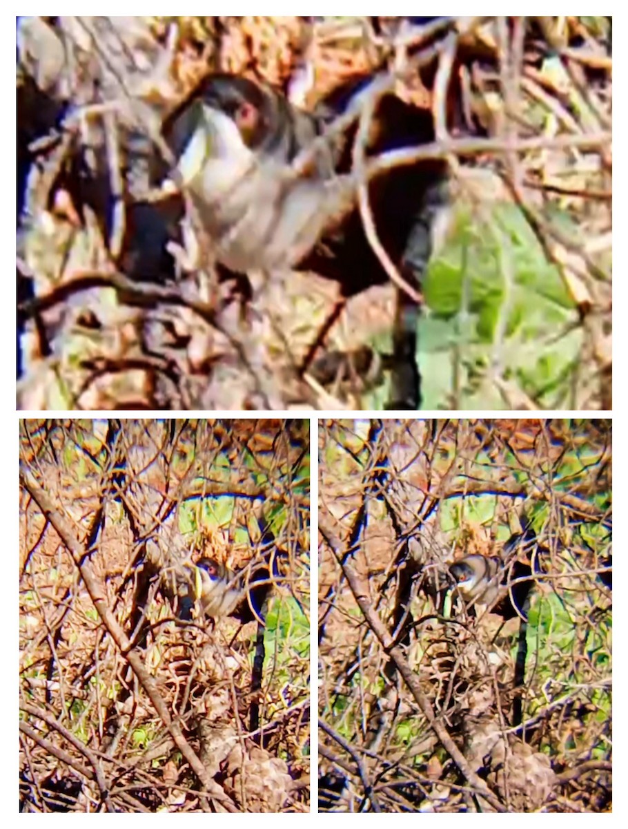 Sardinian Warbler - ML647752550