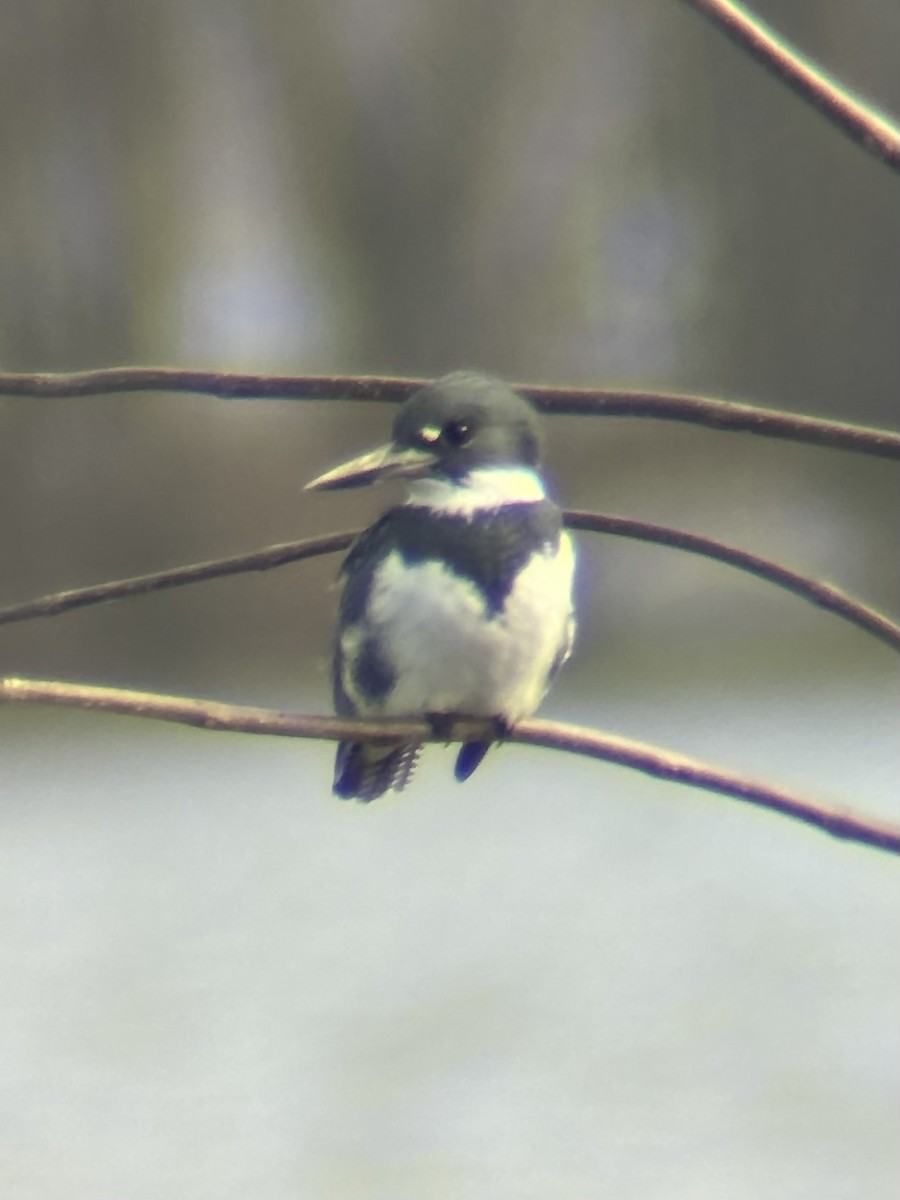 Belted Kingfisher - ML647752562