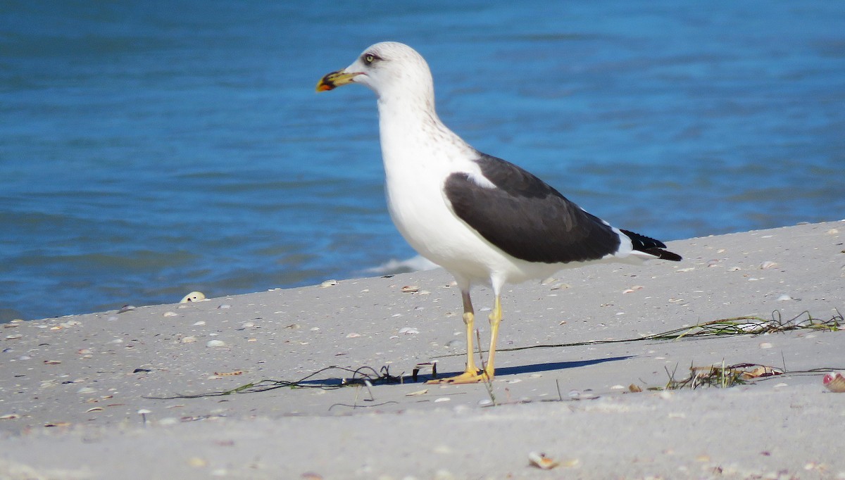 Lesser Black-backed Gull - ML647752599