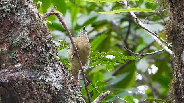 Stripe-cheeked Greenbul - ML647752613