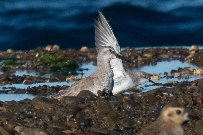 Red Knot - ML647752629