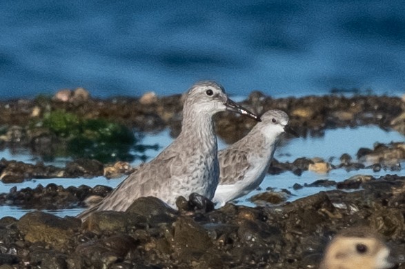 Red Knot - ML647752630