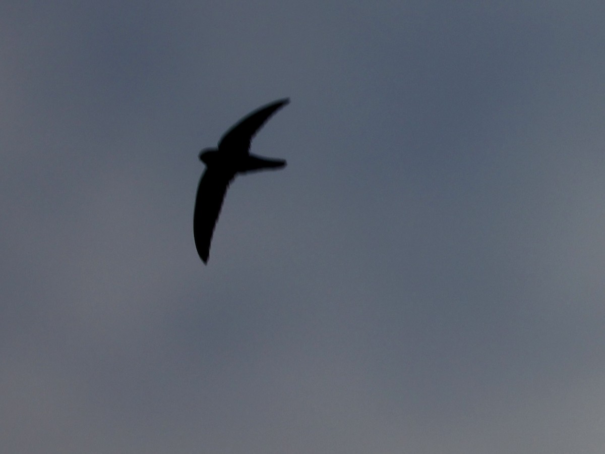 House Swift - ML647752644