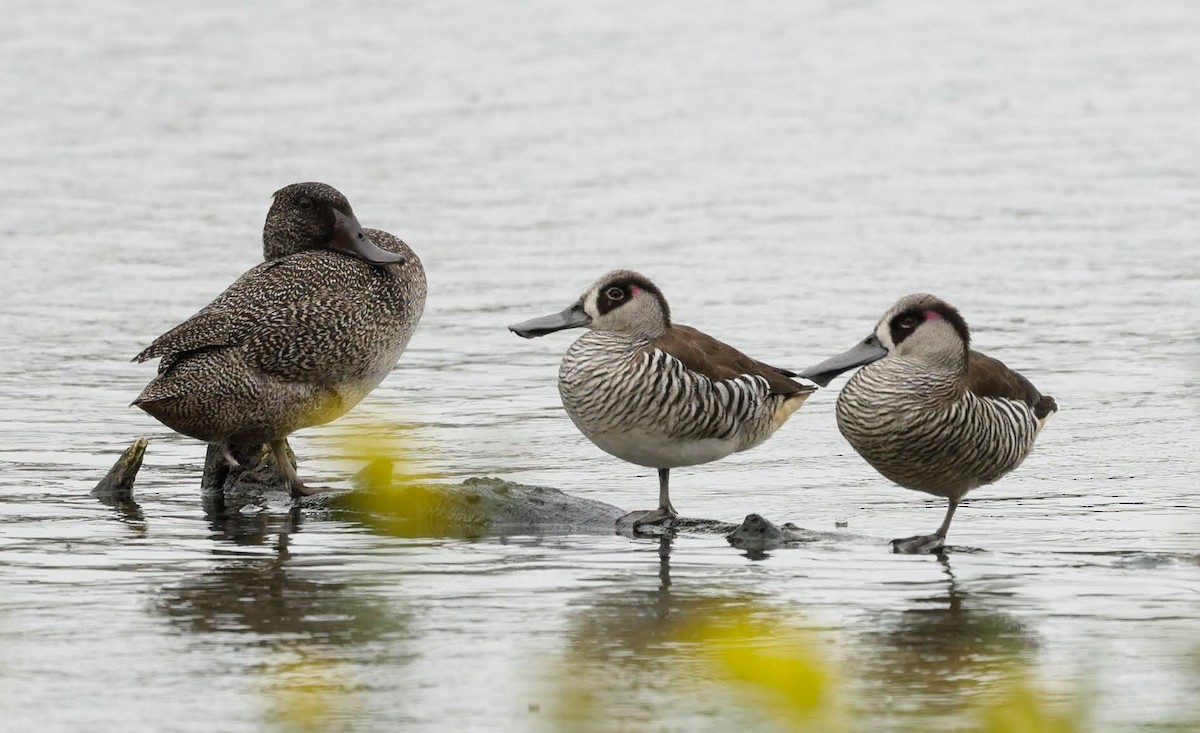 Freckled Duck - ML647752671
