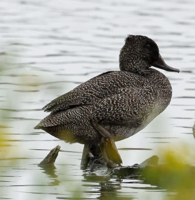 Freckled Duck - ML647752672