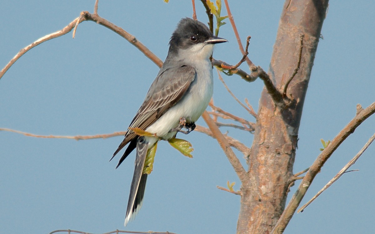 Tyran tritri - ML647752673