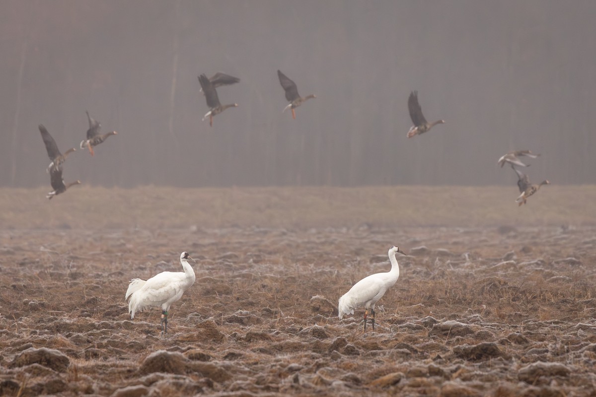 trompettrane - ML647752675