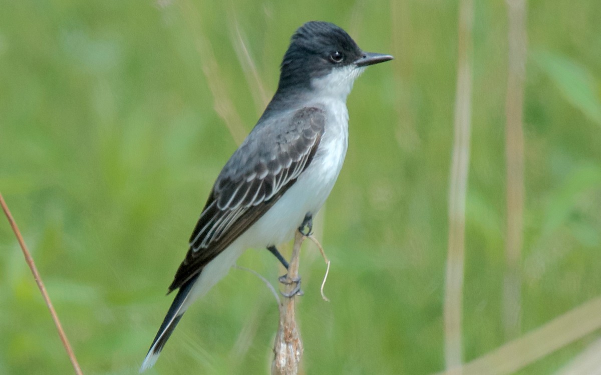 Tyran tritri - ML647752679