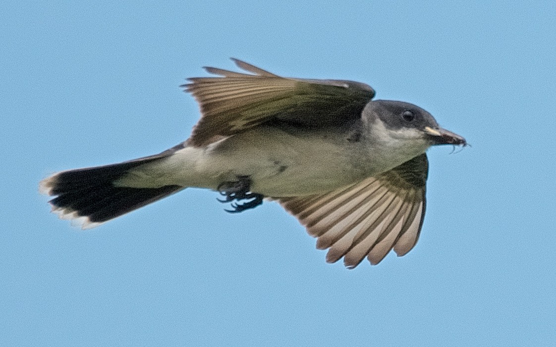 Tyran tritri - ML647752683