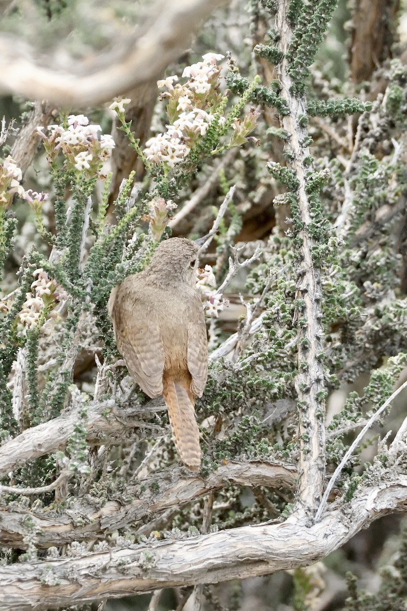 Southern House Wren - ML647752690