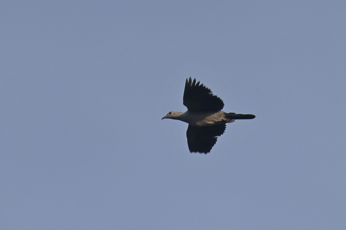 bronsekeiserdue - ML647752692