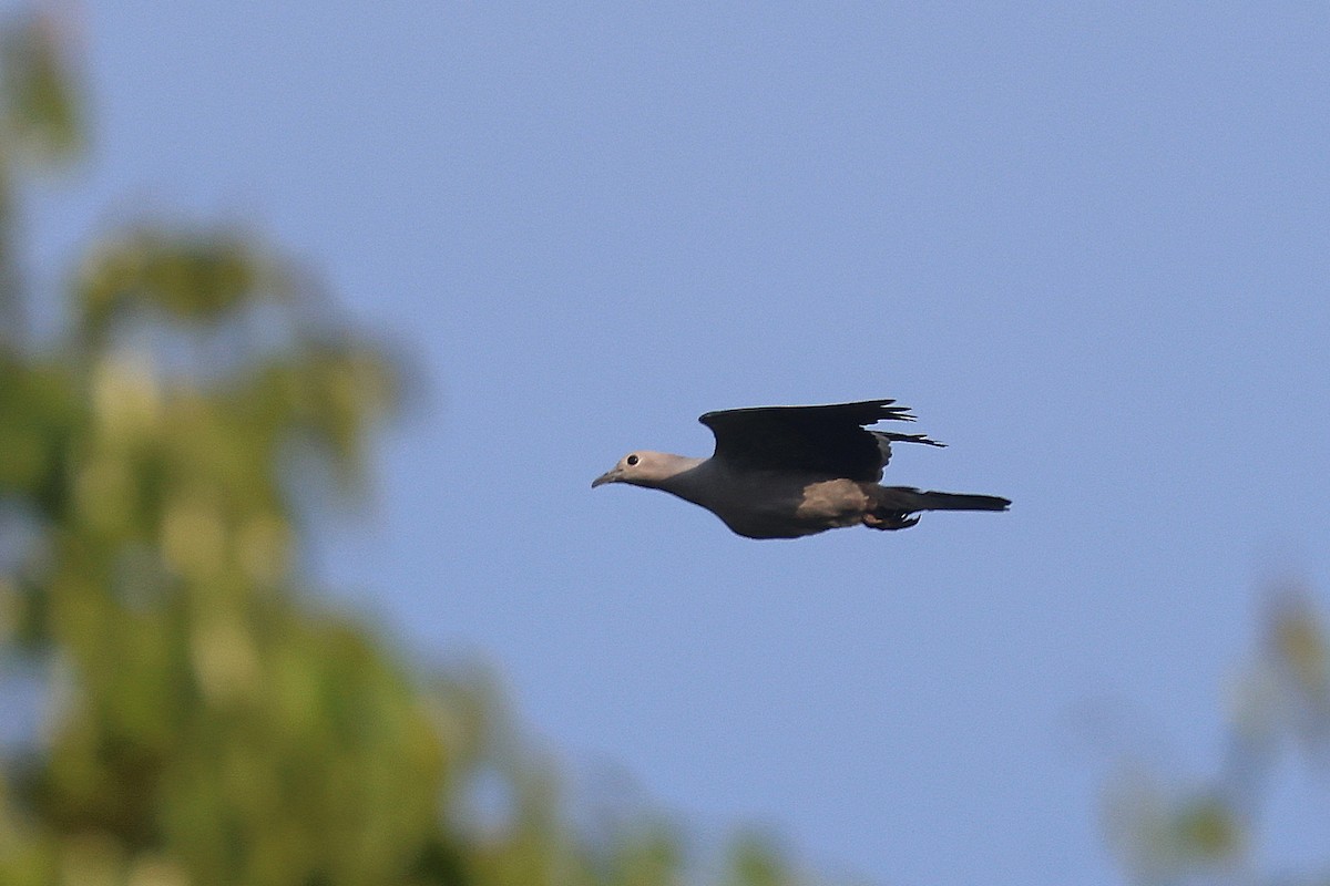 bronsekeiserdue - ML647752693