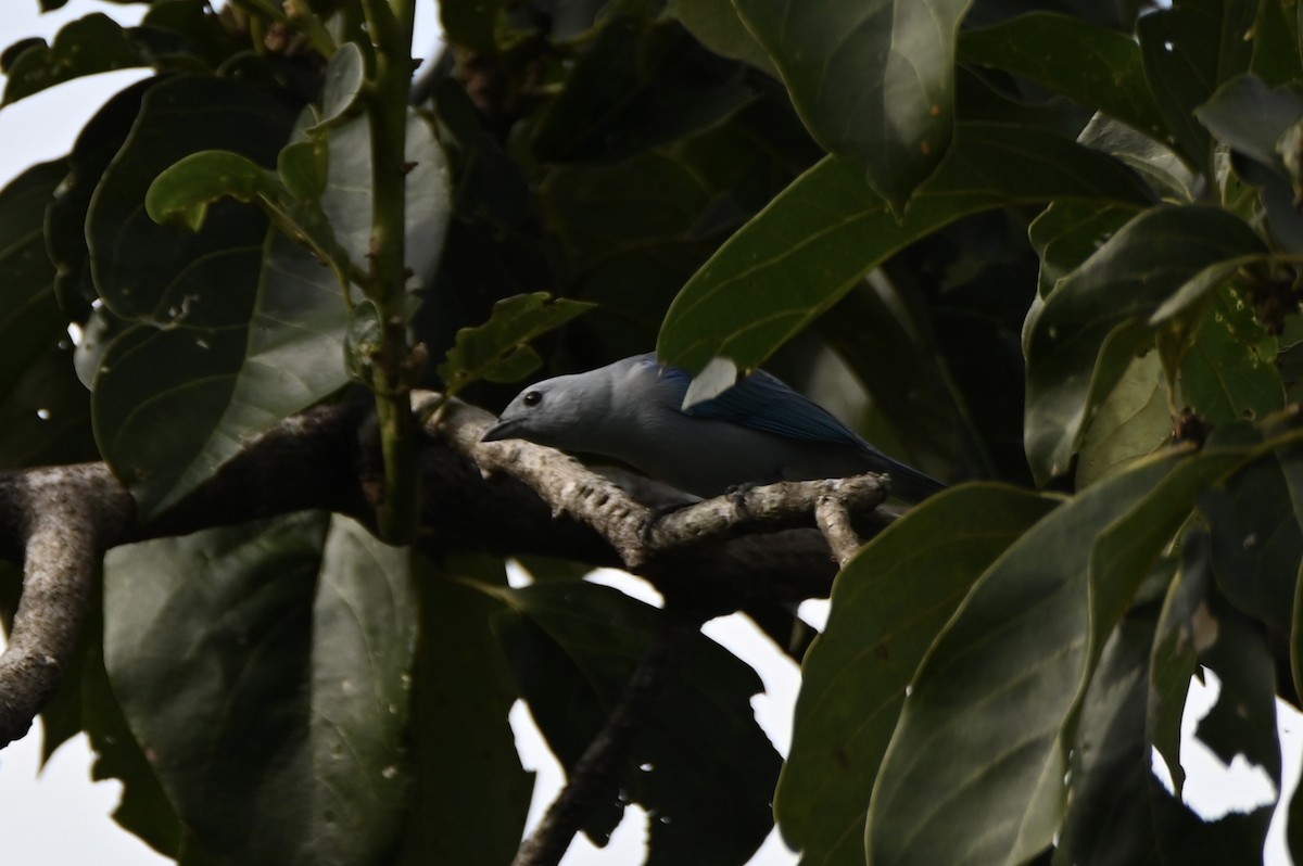 Blue-gray Tanager - ML647752704
