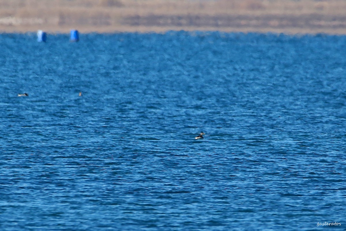 Red-necked Grebe - ML647752711