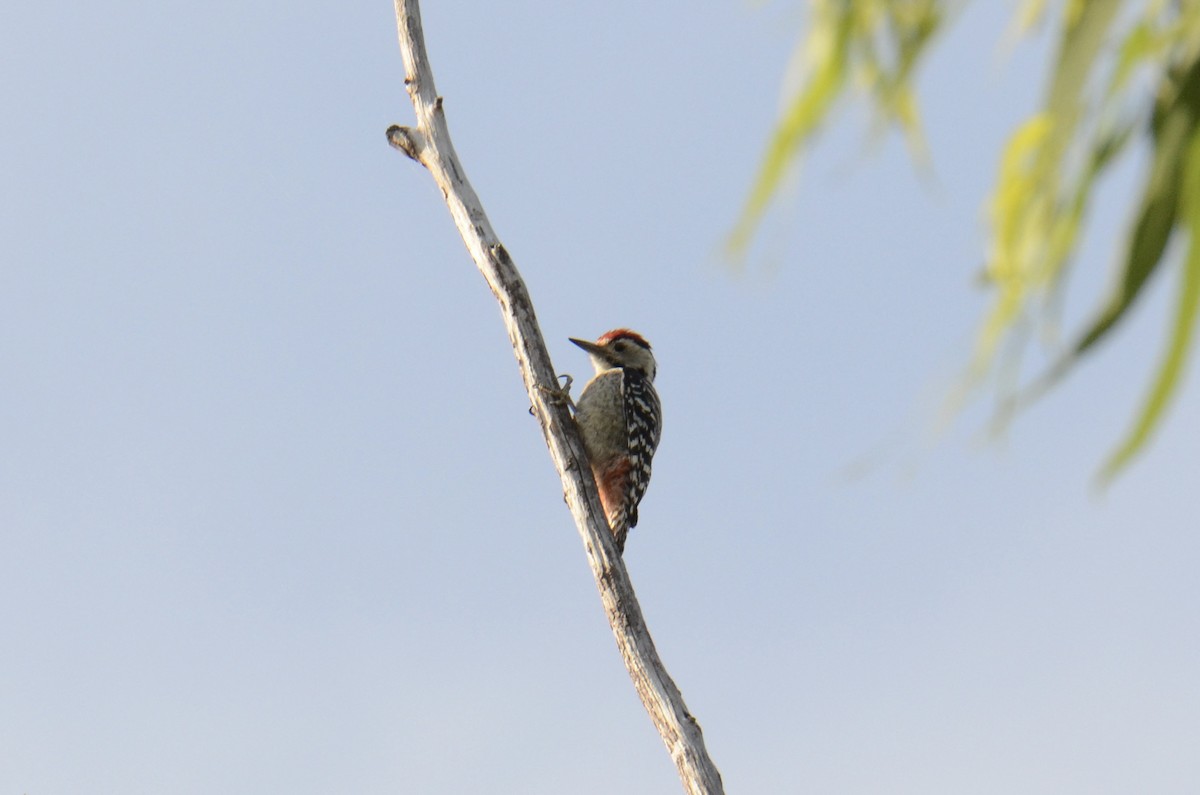 fregnespett - ML647752716