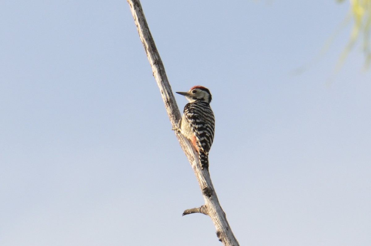 fregnespett - ML647752717