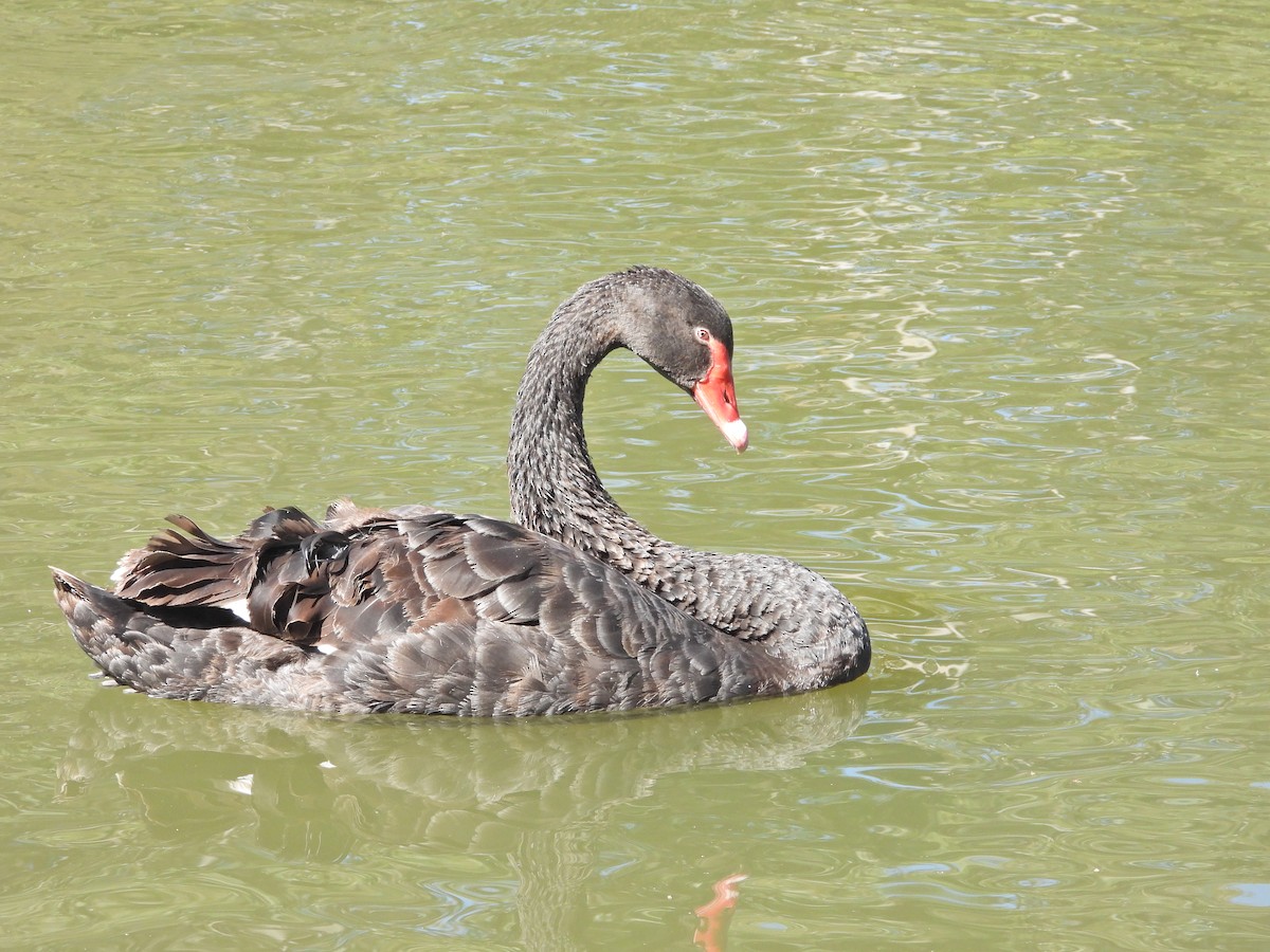 svartsvane - ML647752720