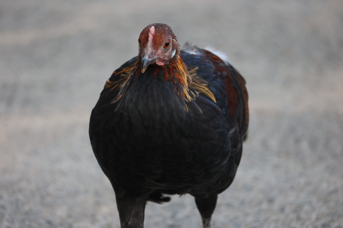 jungelhane - ML647752721