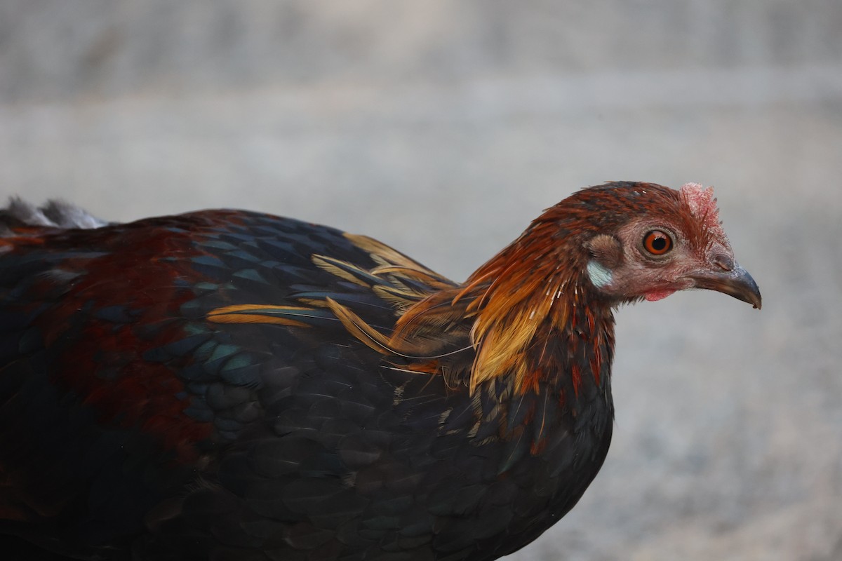 jungelhane - ML647752722