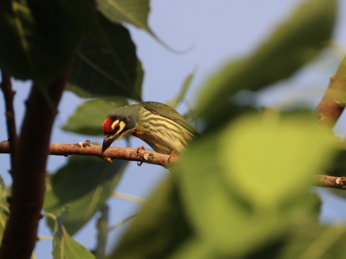 smedskjeggfugl - ML647752723