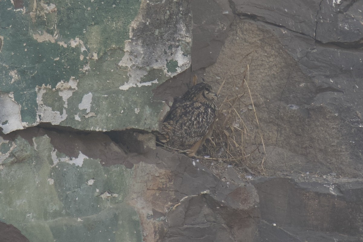 bengalhubro - ML647752724