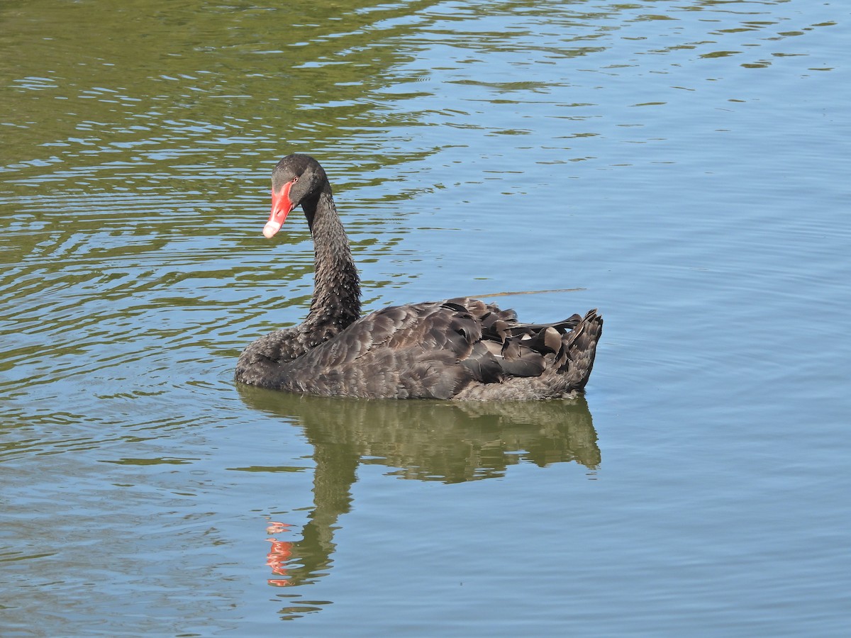 svartsvane - ML647752725