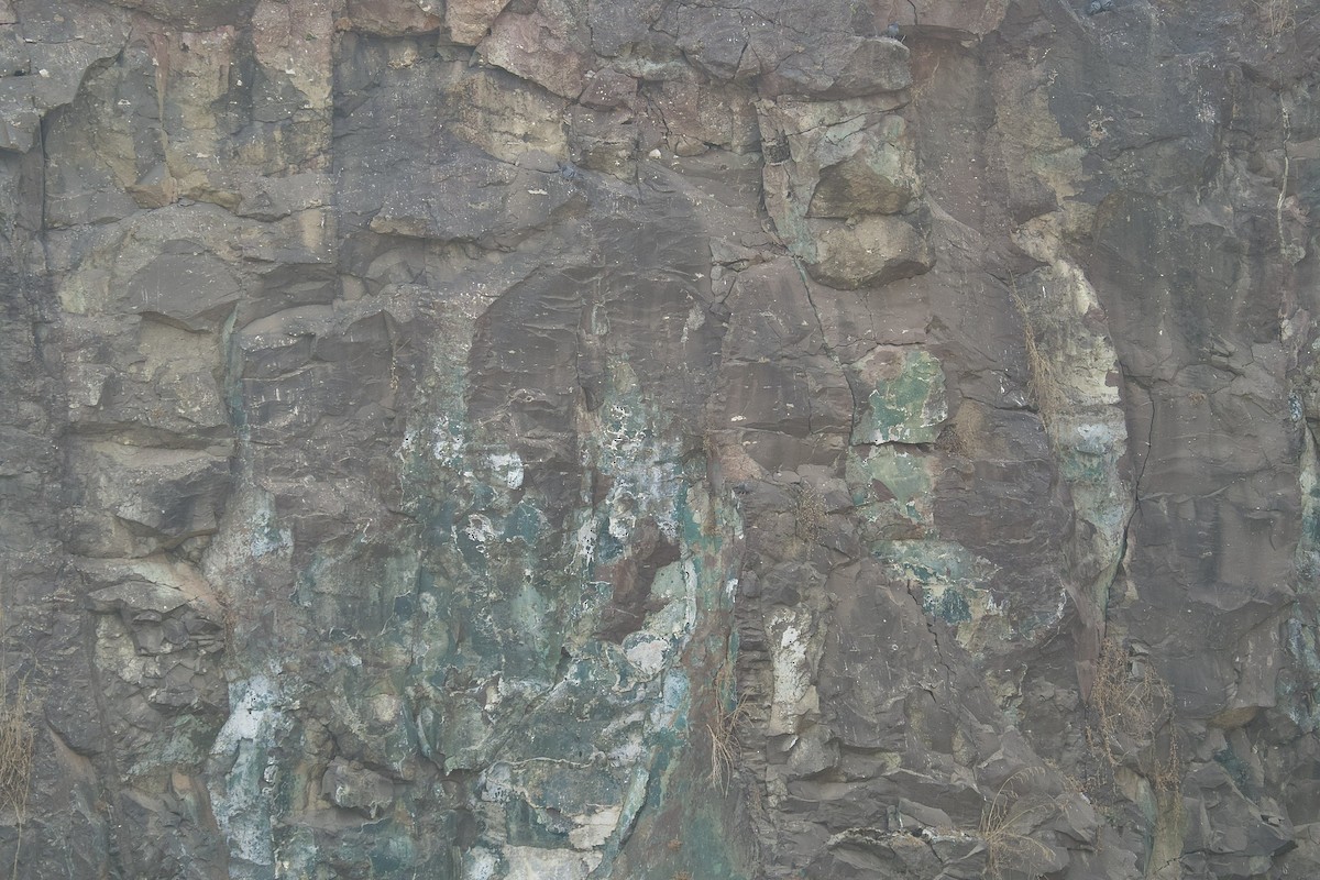 bengalhubro - ML647752726