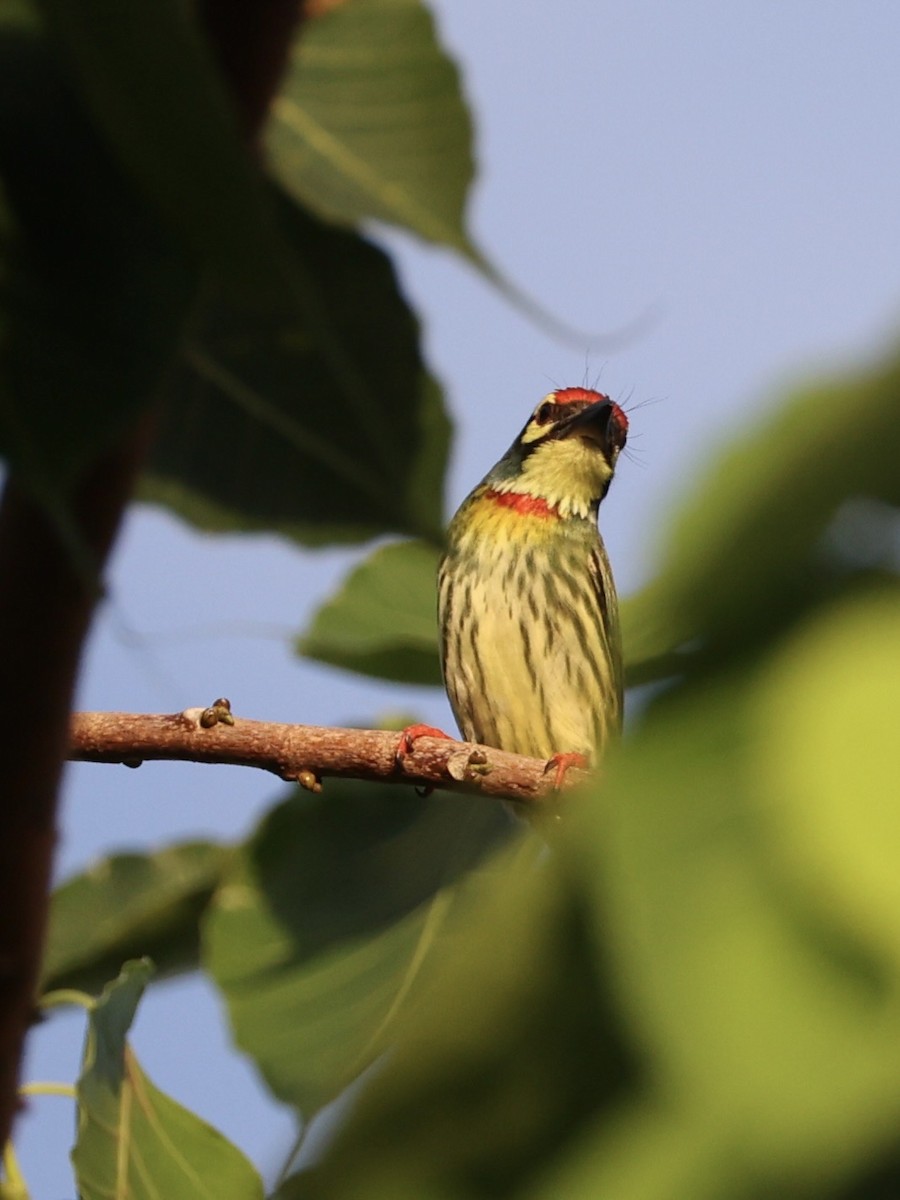 smedskjeggfugl - ML647752727