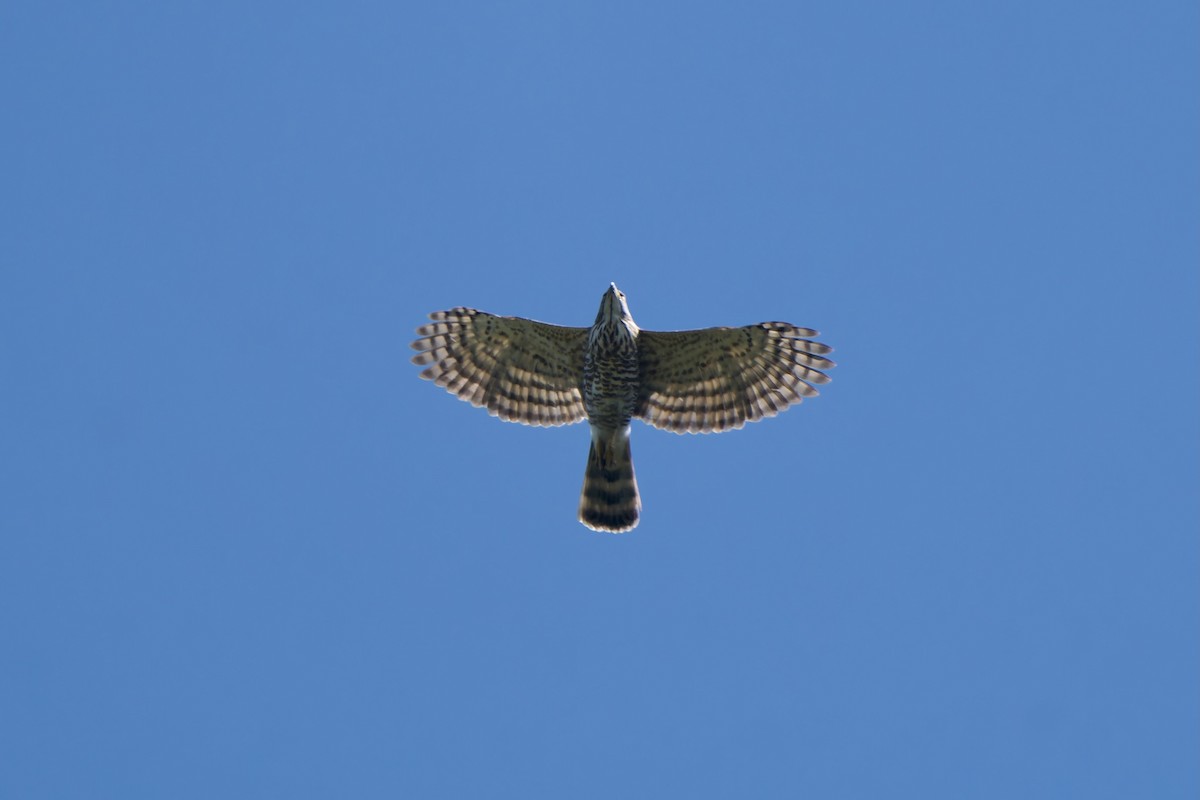 topphauk - ML647752730