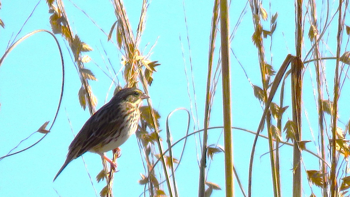 musespurv - ML647752731