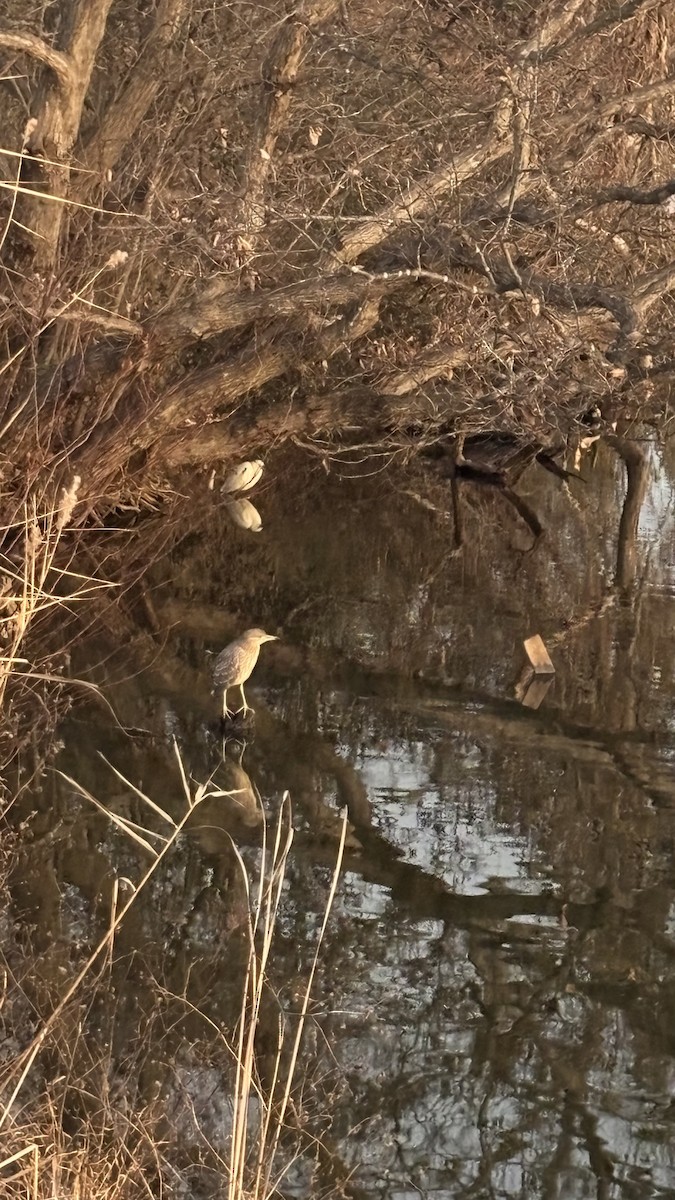 natthegre - ML647752732