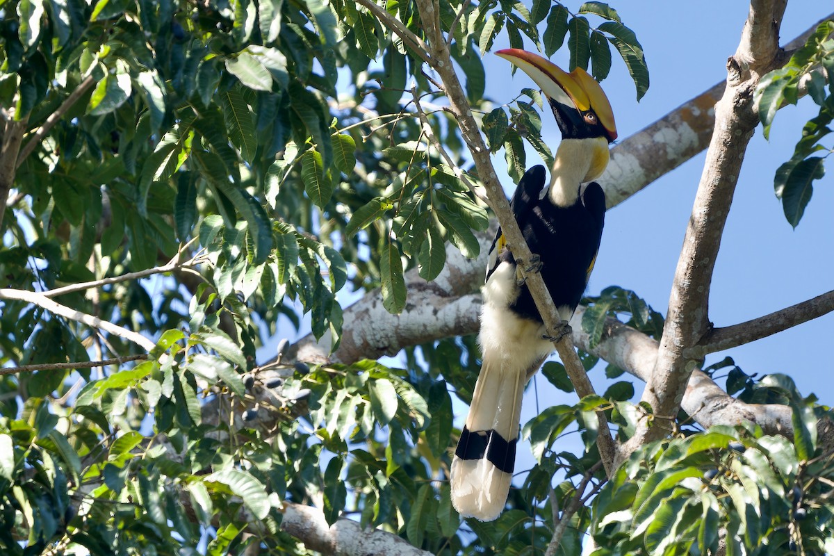 storhornfugl - ML647752733