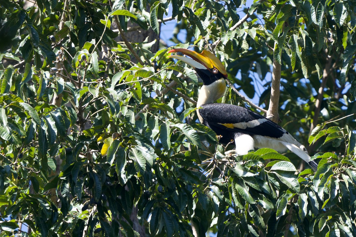 storhornfugl - ML647752734