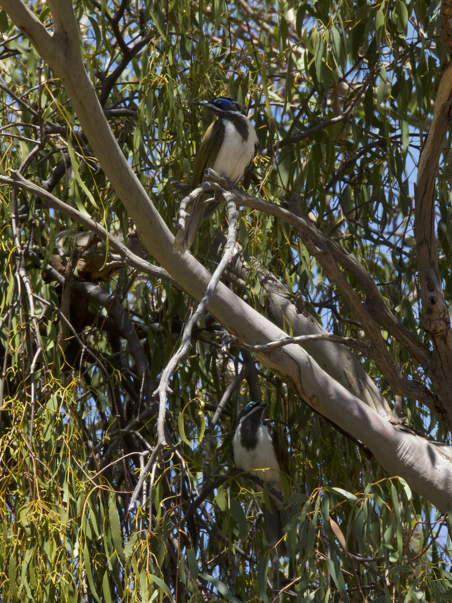 blåmaskehonningeter - ML647752735