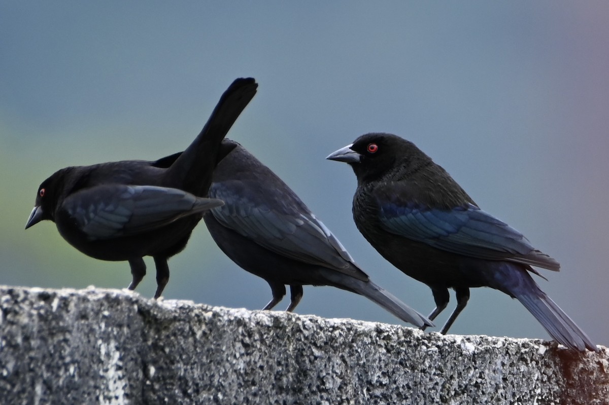 bronsetrupial - ML647752736