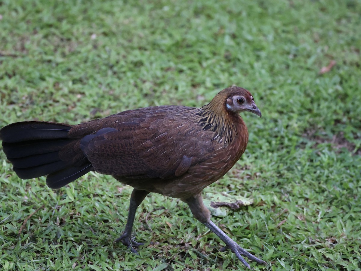 jungelhane - ML647752737