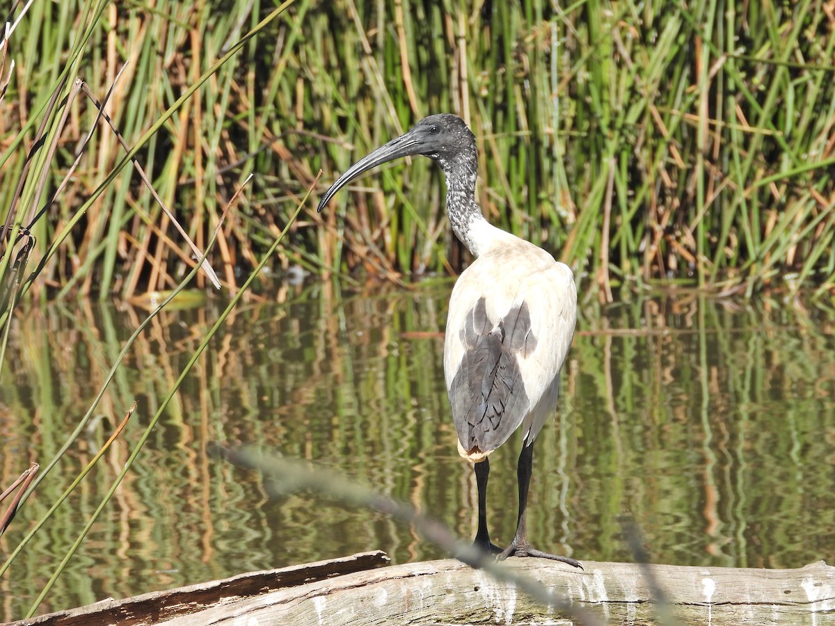 australibis - ML647752738