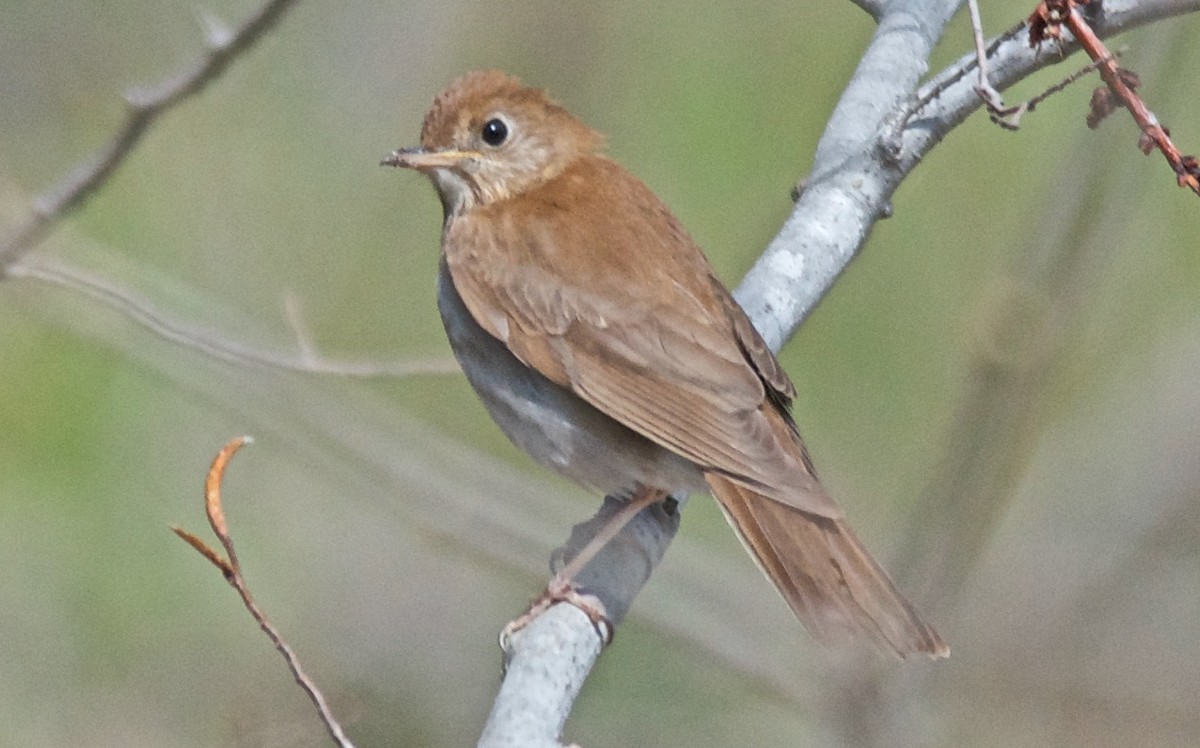 viriskogtrost - ML647752739