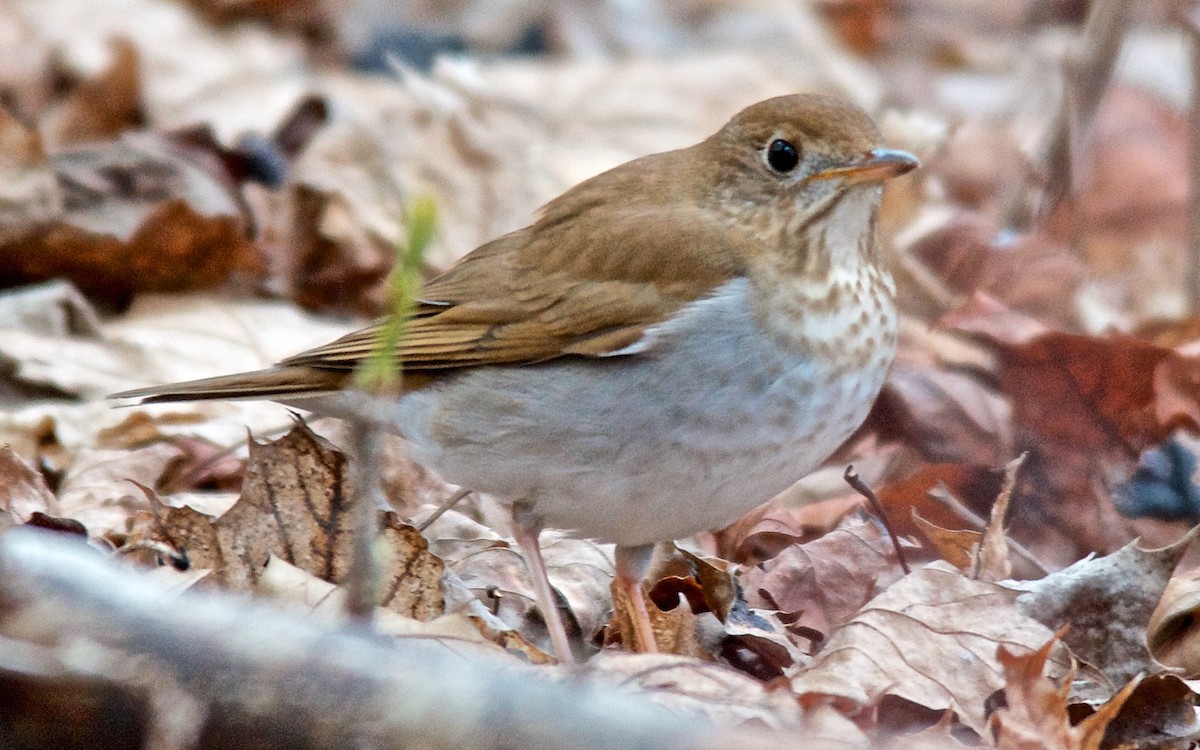 viriskogtrost - ML647752740