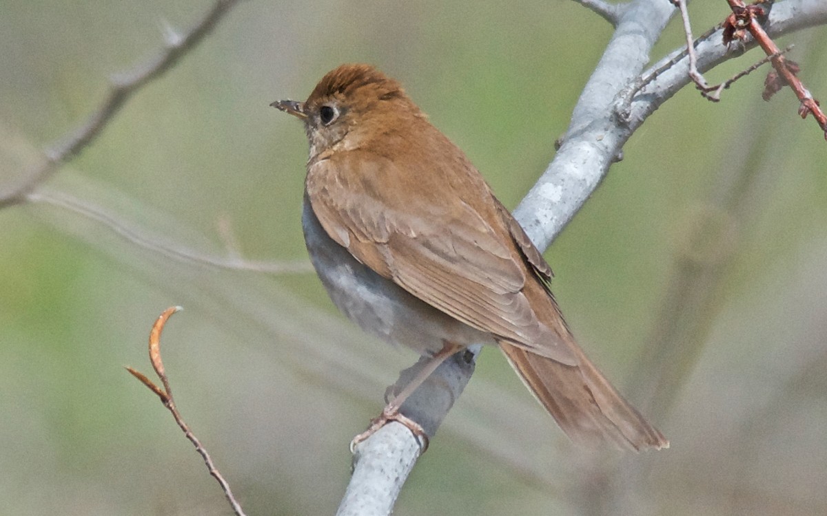 viriskogtrost - ML647752741