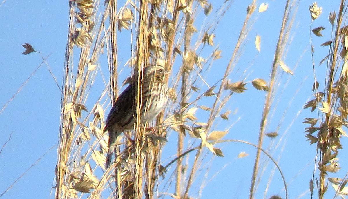 musespurv - ML647752742