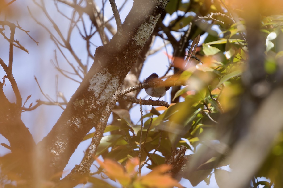 gråbrystparadismonark - ML647752743